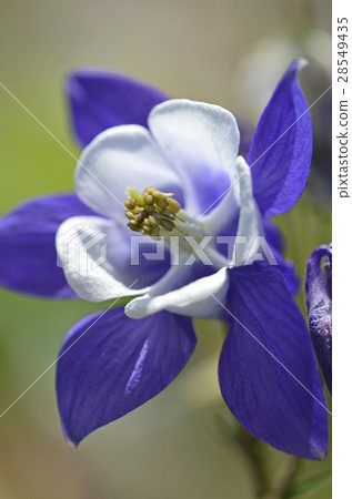 Odamaki（戒指） 28549435