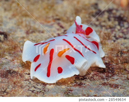 海獅在國外 28549634