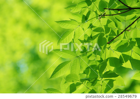 Fresh green (leaves of hardwood) 28549679