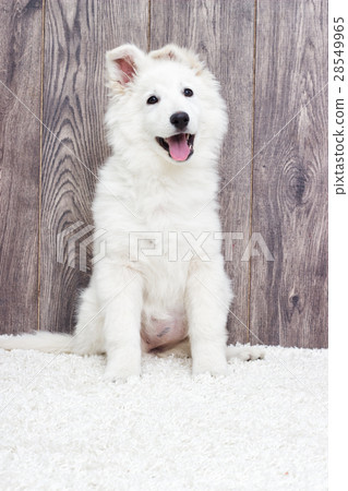 Berger Blanc Suisse puppy fluffy carpet 28549965
