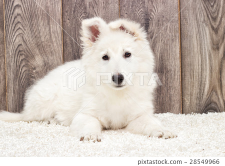 White Swiss Shepherd Dog White Swiss Shepherd Dog 28549966
