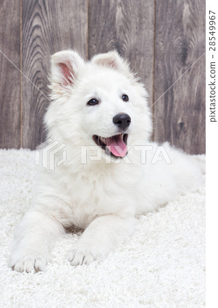 Berger Blanc Suisse puppy fluffy carpet Berger Blanc Suisse puppy fluffy carpet 28549967