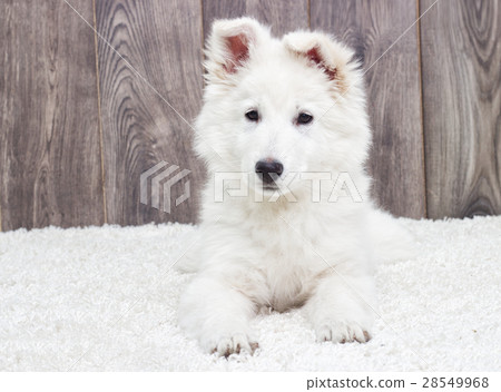 Berger Blanc Suisse puppy fluffy carpet Berger Blanc Suisse puppy fluffy carpet 28549968