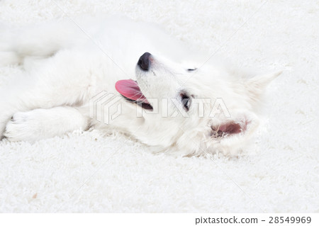 Berger Blanc Suisse puppy fluffy carpet 28549969
