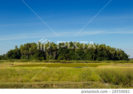 Island taraw palm. Pa Kamchanod, Amazing Thailand. Island taraw palm. Pa Kamchanod, Amazing Thailand. 28550081