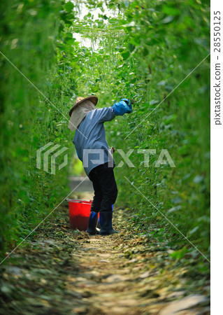 農業 採收敏豆 農業 採收敏豆 28550125