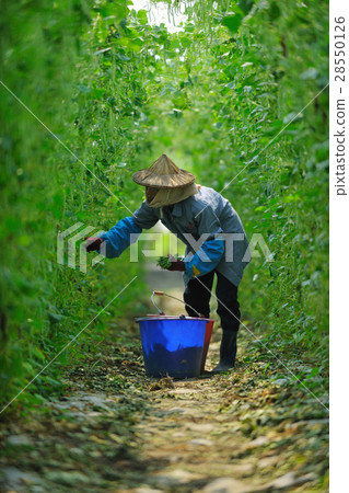 Agriculture harvesting sensitive beans 28550126