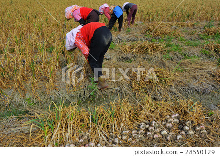 農業 採收蒜頭 農業 採收蒜頭 28550129