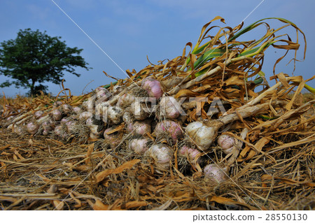 農業 採收蒜頭 28550130