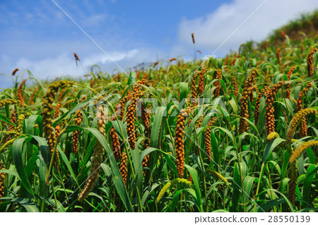 Agriculture, millet cultivation 28550139