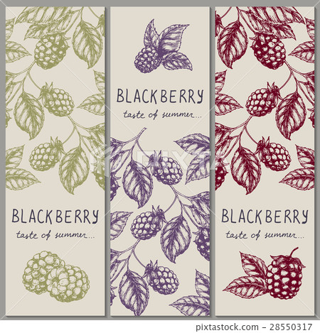 Set of vintage hand drawn blackberry raspberry 28550317