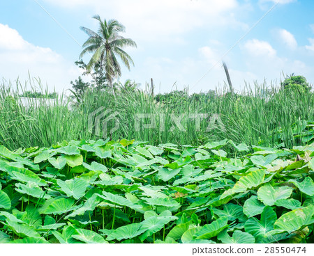 Field of lotus leaves and coconut tree Field of lotus leaves and coconut tree 28550474