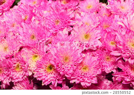 Group of Pink chrysanthemum flower yellow pollen 28550552
