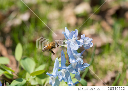 Flowers and honey bees Flowers and honey bees 28550622