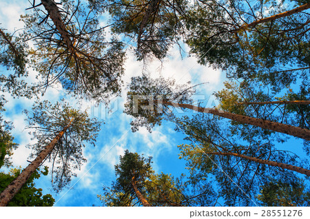 tall pine trees on a background of clouds in the 28551276
