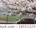 Cherry blossoms at Nimitz Park 28551329
