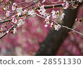 Sakura ① 28551330