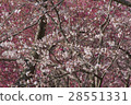 Sakura ② 28551331