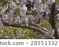 Cherry blossoms and birds 28551332