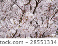 Sakura ③ 28551334