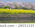 River bank of spring 28551335