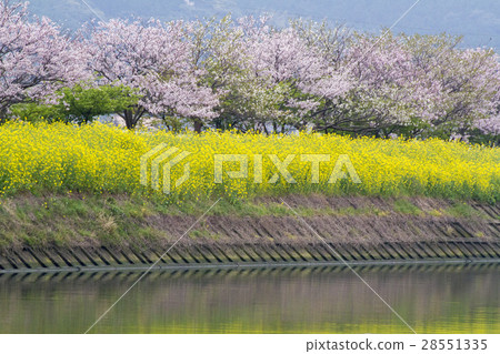 春天河岸 28551335