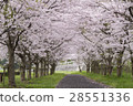Cherry blossom tunnel 28551336