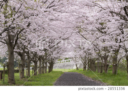 櫻花隧道 28551336