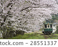 Cherry blossoms at local station 28551337