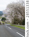 Cherry blossoms in Yamazato 28551338
