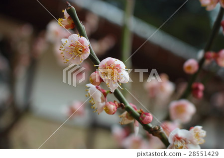 Flower of plum flower at Otoshinaji 28551429