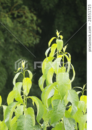 Yunaka tea leaves 28551725