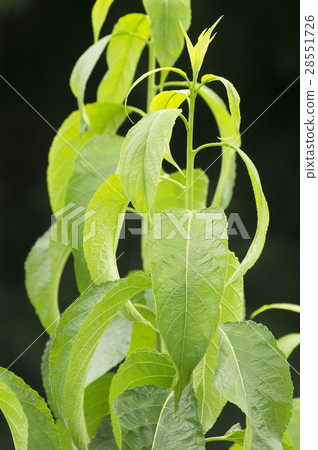 Yunaka tea leaves Yunaka tea leaves 28551726