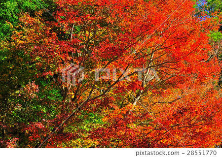 Autumn maple red Fushou Mountain Autumn maple red Fushou Mountain 28551770