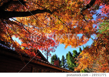 Autumn maple red Fushou Mountain Autumn maple red Fushou Mountain 28551771