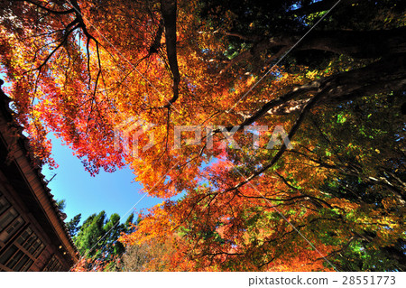 Autumn maple red Fushou Mountain Autumn maple red Fushou Mountain 28551773