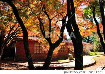 Autumn maple red Fushou Mountain 28551779
