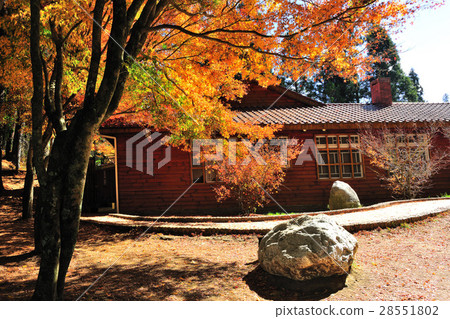 秋天 楓紅 福壽山 秋天 楓紅 福壽山 28551802