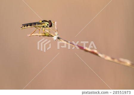 syrphidae insects 28551973