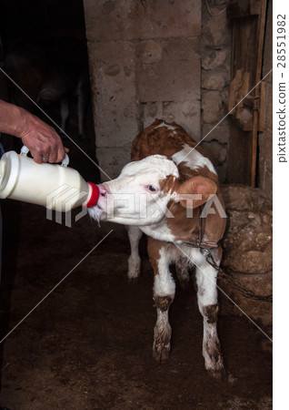Cow Calf Cow Calf 28551982