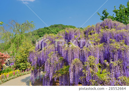 富裕的鮮花盛開栃木縣足利花卉公園 28552664