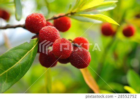 Tree plum, bayberry, crop 28552752