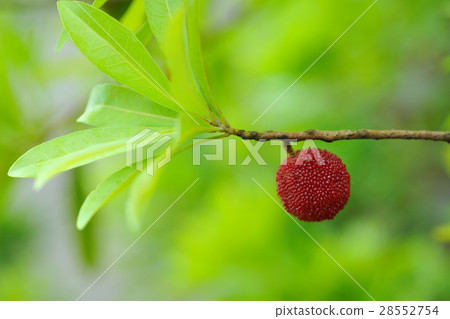 樹梅 楊梅 農作物 28552754