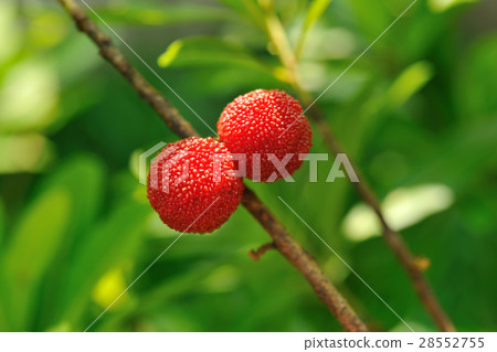 樹梅 楊梅 農作物 樹梅 楊梅 農作物 28552755