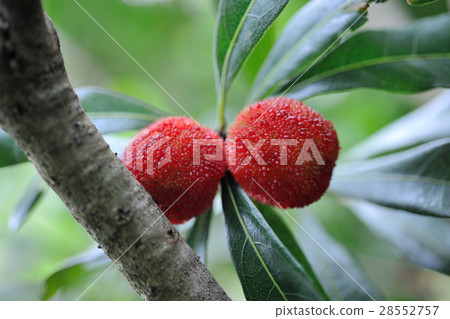 樹梅 楊梅 農作物 28552757