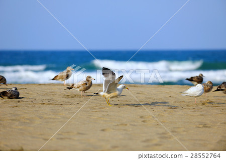Seaside beach seagull 28552764