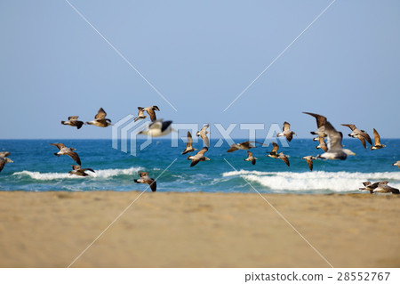 海邊 沙灘 海鷗 海邊 沙灘 海鷗 28552767