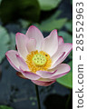 Lotus II 28552963