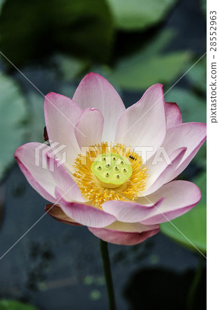 Lotus II 28552963