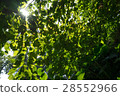Shade scene 28552966